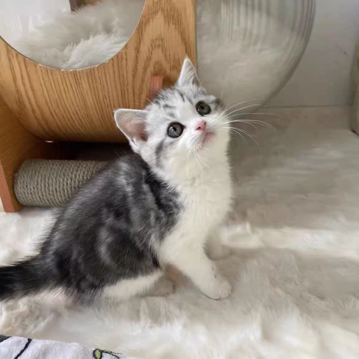 猫舍直销批发价格出售曼基康矮脚猫